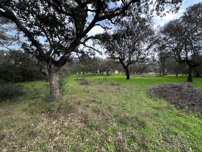 4 PARCELAS URBANAS EN EL MURIANO