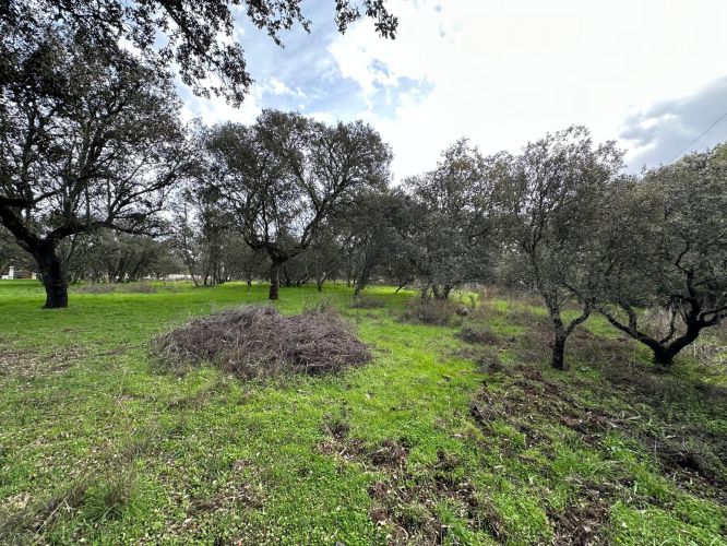 4 PARCELAS URBANAS EN EL MURIANO